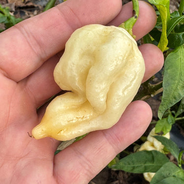 Giant White Scorpion - Seeds - The Pepper Pantry (Formerly Marie Sharp's)